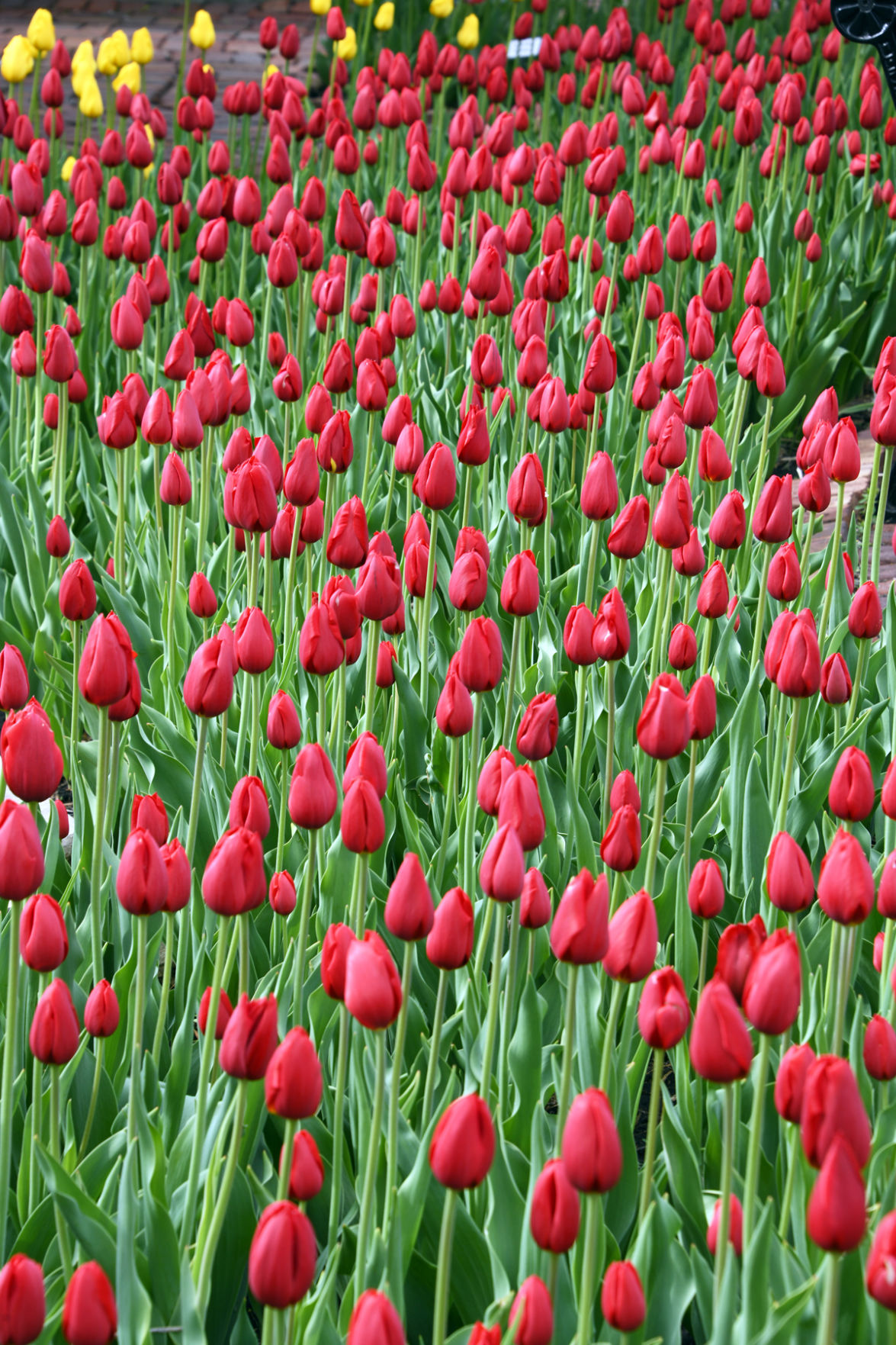 167 More beautiful tulips.JPG